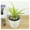 Mini Desk Plant Pots Lifestyle